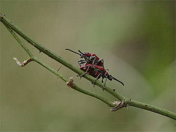 アカクビナガハムシ