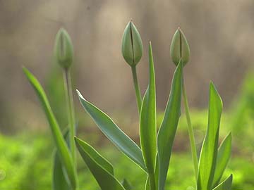 チューリップのつぼみ