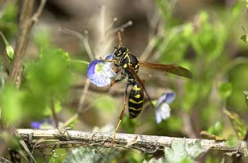 フタモンアシナガバチ
