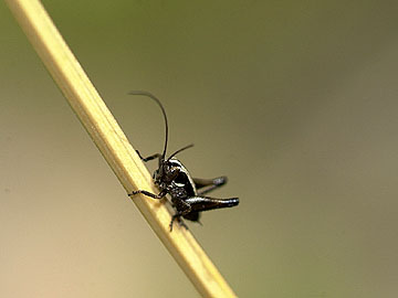 ヒメギスの幼虫