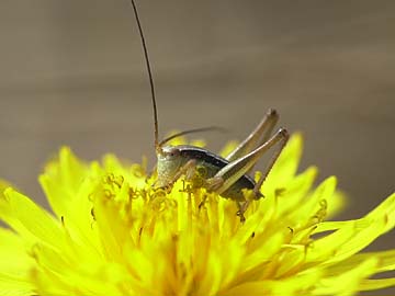 キリギリスの幼虫