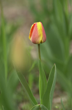庭のチューリップ