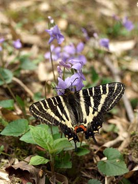 ギフチョウとスミレ