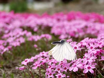スジグロシロチョウの飛翔