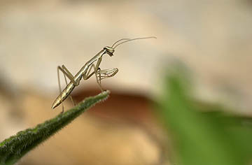 オオカマキリの幼虫