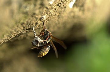 アシナガバチの巣作り