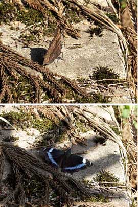 ルリタテハの温度調節