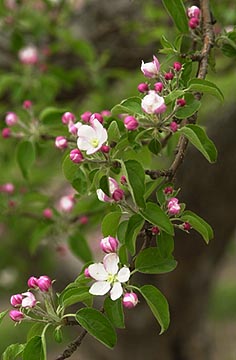 リンゴの花