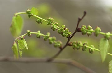 ケヤキのつぼみ