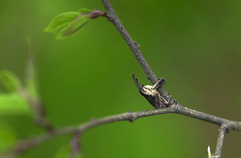 ホオジロアシナガゾウムシ