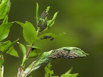 ミノウスバの幼虫