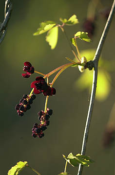 ミツバアケビの花