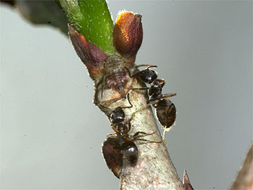 ツノゼミの幼虫