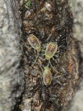 クヌギカメムシの幼虫