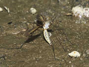 ガガンボの産卵