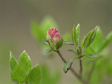 ツツジのつぼみ