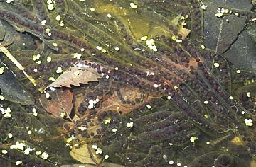 ヒキガエルの卵