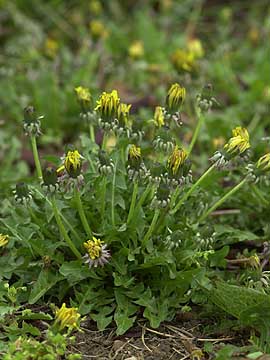 雨の中のタンポポ