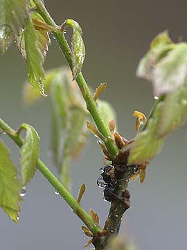 雨にぬれるクロオオアリ
