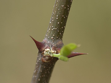 ニセアカシアの芽吹き