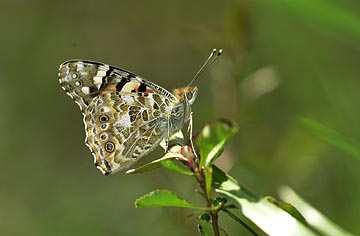 ヒメアカタテハ