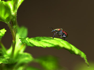 イタヤハマキチョッキリ