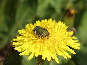 コアオハナムグリ