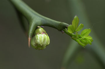 カラタチのつぼみ