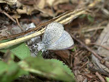 スギタニルリシジミ