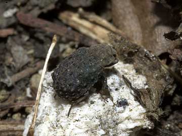 コブスジコガネ