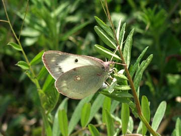 モンキチョウの産卵