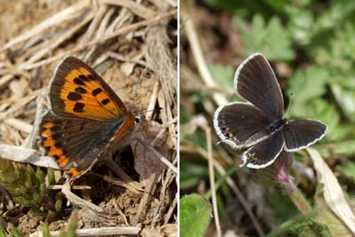 ツバメシジミとベニシジミ