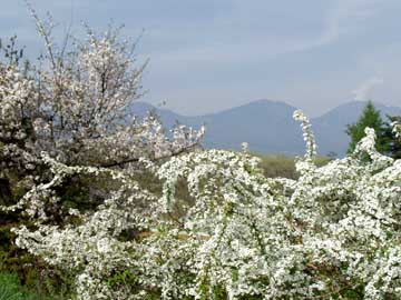 ユキヤナギとサクラと浅間山
