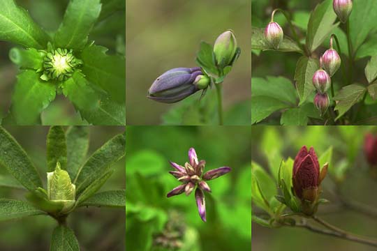 庭の花2（これから咲く花）