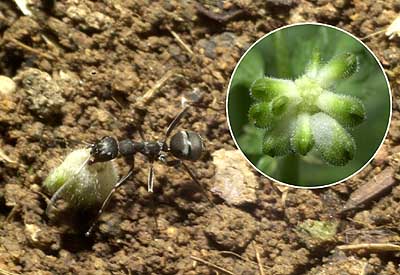 フクジュソウの種を撒くアリ