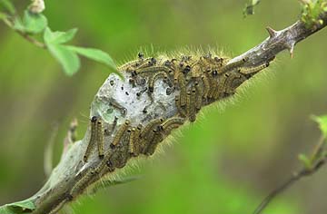 オビカレハの幼虫