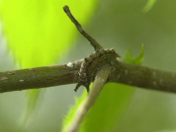 オオムラサキの幼虫
