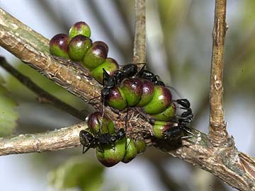 虫こぶに集まるアリ