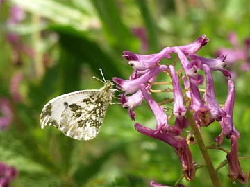 ムラサキケマンとツマキチョウのメス