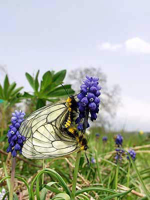 ウスバシロチョウの交尾