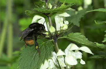 クロマルハナバチ