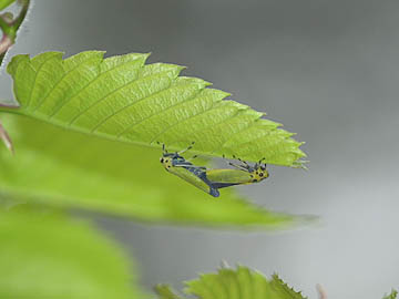 ツマグロオオヨコバイの交尾