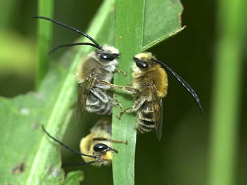 ヒゲナガハナバチの眠り