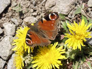 クジャクチョウ