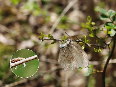 スジボソヤマキチョウの産卵