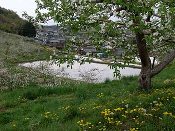 田に水が入った