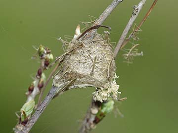 孵化直後のオオカマキリ