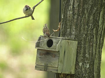 スズメの巣作り