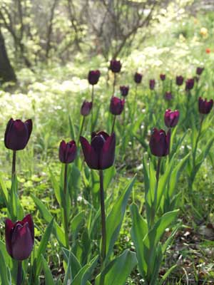 日が長くなった（チューリップ）