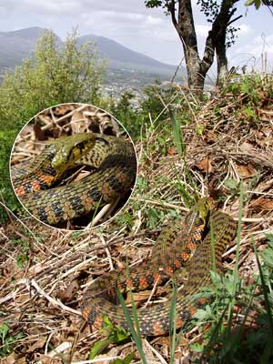 巨大なヤマカガシ